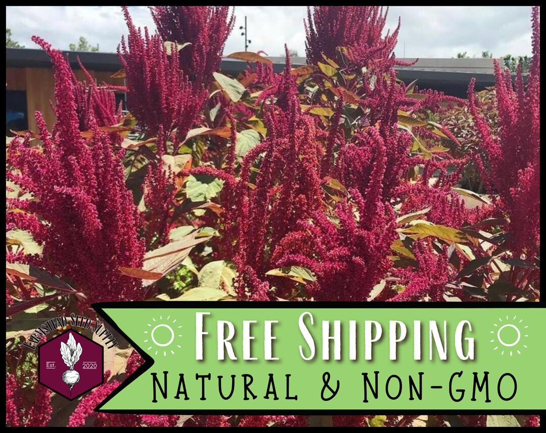 thumbnail interactive-video image 1 of Red Garnet Amaranth Seeds - 1000+ Amaranthus Tricolor Annual Flower Seeds, NON-GMO, USA 1 of 10