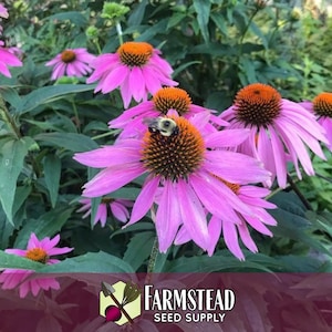 3,100 Echinacea Purpurea Coneflower Seeds | Non-GMO Wildflower Gardening Seed Packet for Growing Flowers for Pollinator Bees & Butterflies image 4