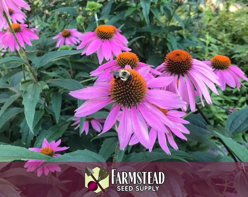 3,100 Echinacea Purpurea Coneflower Seeds | Non-GMO Wildflower Gardening Seed Packet for Growing Flowers for Pollinator Bees & Butterflies image 4