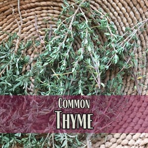 34,000 Common Thyme Seeds | Herb Seed Packet, Container Gardening, Easy To Grow, Thymus vulgaris