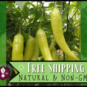 1,600 Sweet Banana Pepper Seeds | Heirloom, Non-GMO, Vegetable Gardening Seed Packet, Peppers for Canning & Pickling, Capsicum annuum