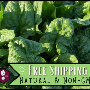 2,900 Spinach Seeds (Bloomsdale Long Standing) | Heirloom, Non-GMO, Vegetable Gardening Seed Packet for Gardeners, Spinacia oleracea