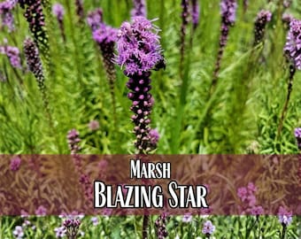 3,700 Marsh Blazing Star Seeds | Native Flower Gardening Seed, Wildflower Seeds for Pollinators, Liatris spicata, Gayfeather