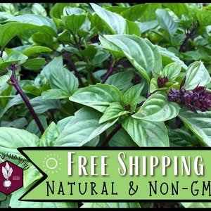 10,500 Cinnamon Basil Seeds | Heirloom, Non-GMO, Rare Herb Seed Packet, Container Gardening, Herb Garden, Basil Plant Seed, Ocimum basilicum