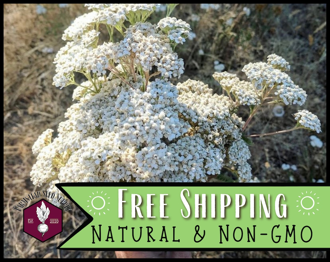 60000 White Yarrow Seeds NONGMO HEIRLOOM NATURAL Native Etsy
