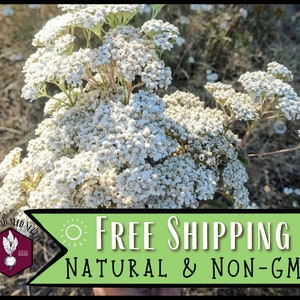 113,000 White Yarrow Seeds | Non-GMO Native Perennial Wildflower for Flower Gardening for Pollinator Bee & Butterflies, Achillea millefolium