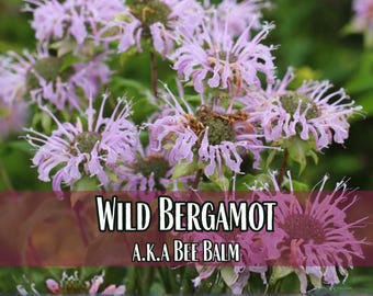 22,000 Bergamot / Bee Balm Seeds | Non-GMO Wildflower Pollinator Flower Gardening Plant Seed Packet for Bee and Butterfly, Monarda fistulosa