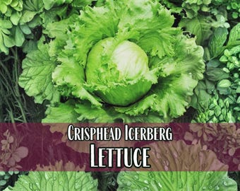 20 000 graines de laitue (iceberg Crisphead) | Héritage, sans OGM, sachet de graines de potager, facile à cultiver, jardinage pour les enfants, Lactuca sativa