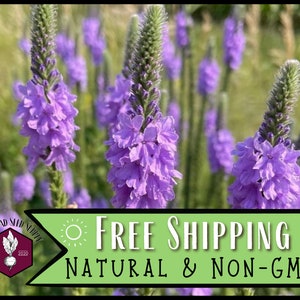 7,900 Hoary Verbena Seeds | Native Wildflower Perennial Plant Seeds for Growing Pollinator Flowers for Bees & Butterflies, Verbena stricta