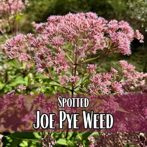6,600 Spotted Joe Pye Weed Seeds | Native Wildflower Seed for Perennial Flower Gardens, Pollinator Butterflies & Bees, Eutrochium maculatum image 1