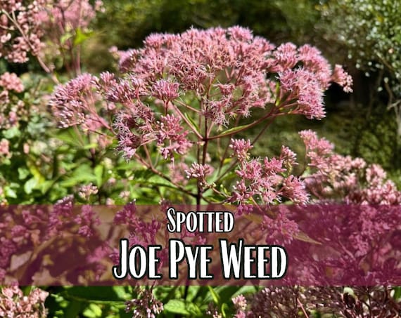 6,600 Spotted Joe Pye Weed Seeds | Native Wildflower Seed for Perennial Flower Gardens, Pollinator Butterflies & Bees, Eutrochium maculatum