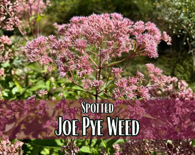 6,600 Spotted Joe Pye Weed Seeds | Native Wildflower Seed for Perennial Flower Gardens, Pollinator Butterflies & Bees, Eutrochium maculatum image 1