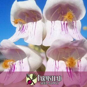 17,800 Palmer's Penstemon Seeds | Native Flower Gardening Seed for Pollinator Butterflies & Bees, Wildflower Seed Packet, Penstemon palmeri image 5