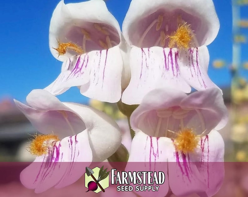 17,800 Palmer's Penstemon Seeds | Native Flower Gardening Seed for Pollinator Butterflies & Bees, Wildflower Seed Packet, Penstemon palmeri image 5
