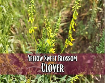 20,500 Yellow Sweet Blossom Clover Seeds | Wildflower Gardening Pollinator Plant Seed Packets for Bees & Butterflies, Melilotus officinalis