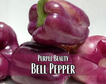 800 Sweet Pepper Seeds (Purple Beauty) | Heirloom, Non-GMO, Vegetable Garden Seed Packet, Container Gardening, Capsicum annuum