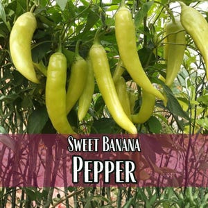 1,600 Sweet Banana Pepper Seeds | Heirloom, Non-GMO, Vegetable Gardening Seed Packet, Peppers for Canning & Pickling, Capsicum annuum image 1