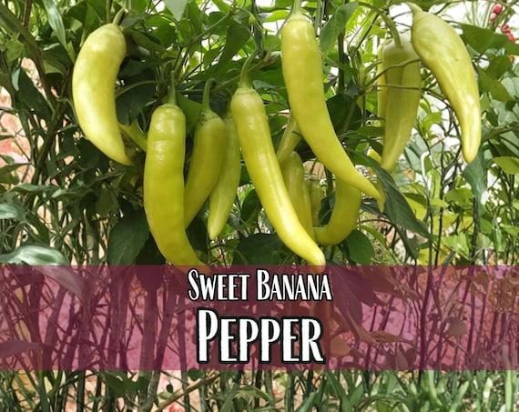 1,600 Sweet Banana Pepper Seeds | Heirloom, Non-GMO, Vegetable Gardening Seed Packet, Peppers for Canning & Pickling, Capsicum annuum