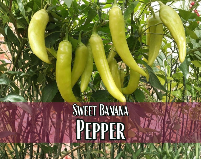 1,600 Sweet Banana Pepper Seeds | Heirloom, Non-GMO, Vegetable Gardening Seed Packet, Peppers for Canning & Pickling, Capsicum annuum image 1
