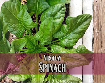 2,500 Spinach Seeds (Viroflay) | Easy To Grow Vegetable Gardening Seed Packet for Gardeners, Spinacia oleracea