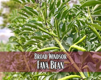 40 Fava Bean Seeds (Broad Windsor) | Heirloom, Non-GMO, Vegetable Gardening Seed Packets for Planting Gardens, Easy To Grow, Vicia faba
