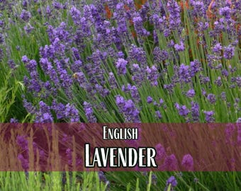 3,100 English Lavender Seeds | Pollinator Flower Herb Gardening Seed Packet for Bee & Butterflies, Vera Lavender, Lavandula angustifolia