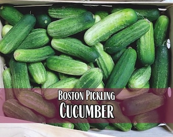 1,000 Cucumber Seeds (Boston Pickling) | Heirloom, Non-GMO, Vegetable Gardening Seed Packet for Homesteaders & Gardeners, Cucumis sativus