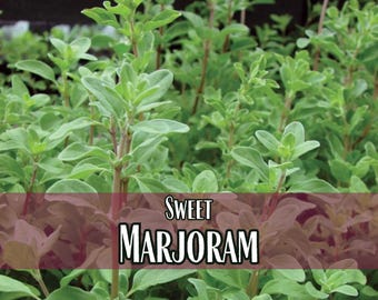 35,900 Sweet Marjoram Seeds | Herb Seed Packet, Container Gardening, Summer Gardening, Origanum majorana