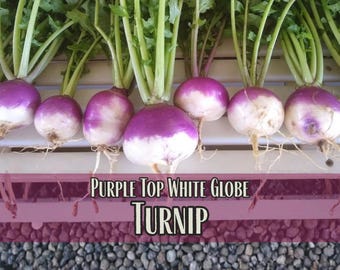 14,000 Turnip Seeds (Purple Top White Globe) | Vegetable Gardening Seed Packet, Easy To Grow, Brassica rapa subsp. rapa