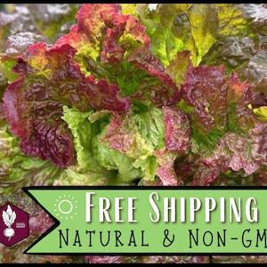21,100 Lettuce Seeds (Prizehead) | Heirloom, Non-GMO, Vegetable Garden Seed Packet, Easy To Grow, Gardening for Kids, Lactuca sativa