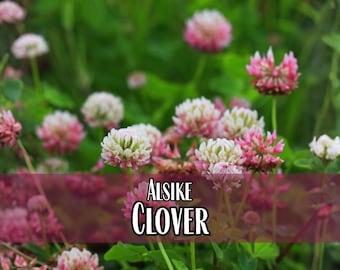 49,000 Alsike Clover Seeds | Wildflower Gardening Pollinator Plant Seed Packets for Bees & Butterflies, Lawn Cover Crop, Trifolium hybridum