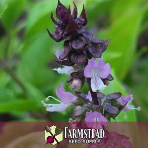 10,500 Cinnamon Basil Seeds | Heirloom, Non-GMO, Rare Herb Seed Packet, Container Gardening, Herb Garden, Basil Plant Seed, Ocimum basilicum image 4