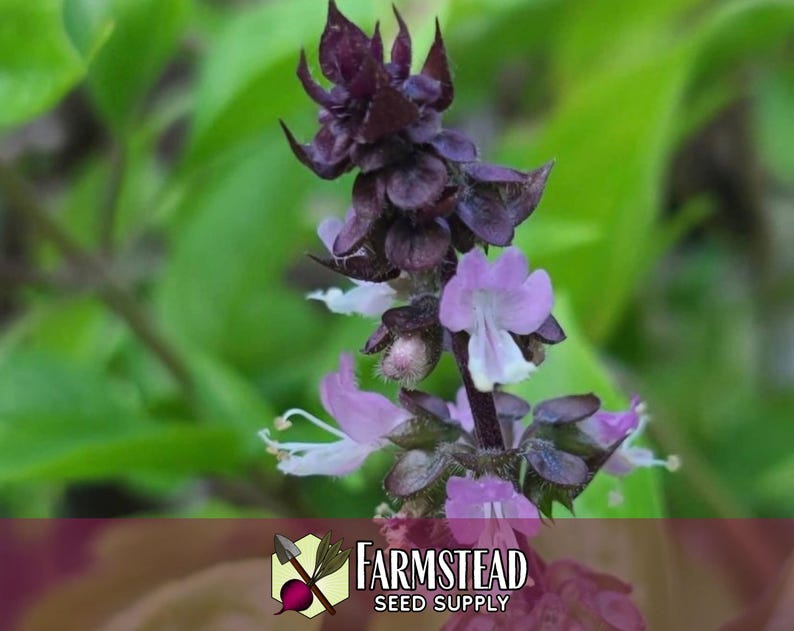 10,500 Cinnamon Basil Seeds | Heirloom, Non-GMO, Rare Herb Seed Packet, Container Gardening, Herb Garden, Basil Plant Seed, Ocimum basilicum image 4