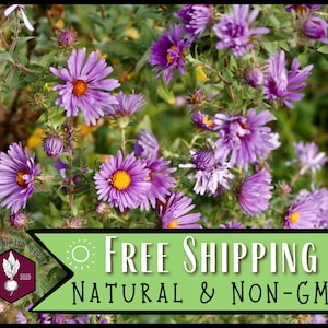 5,000 New England Aster Seeds | Native Wildflower Gardening Plant Seed for Flower Gardens & Pollinators, Symphyotrichum novae-angliae