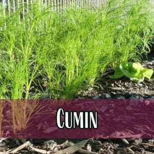 4,000 Cumin Herb Seeds | Non-GMO Herb Seed Packet, Container Herb Gardening, Indian Herbs for Planting, Cuminum cyminum zdjęcie 1
