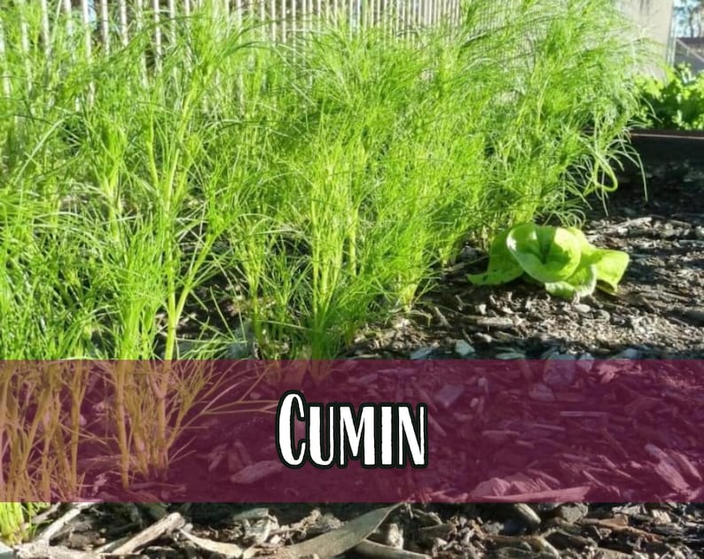 4,000 Cumin Herb Seeds | Non-GMO Herb Seed Packet, Container Herb Gardening, Indian Herbs for Planting, Cuminum cyminum zdjęcie 1