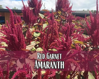 33,000 Amaranth Seeds (Red Garnet) | Heirloom, Non-GMO, Grain Seeds, Vegetable Gardening, Seed Packets, Easy To Grow, Amaranthus
