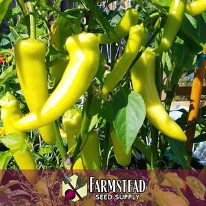 1,600 Sweet Banana Pepper Seeds | Heirloom, Non-GMO, Vegetable Gardening Seed Packet, Peppers for Canning & Pickling, Capsicum annuum image 3