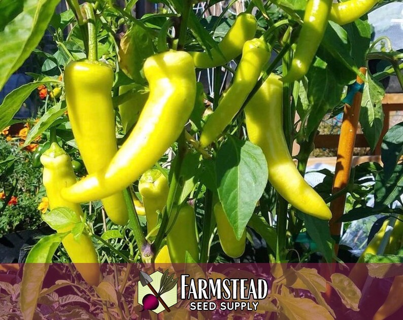 1,600 Sweet Banana Pepper Seeds | Heirloom, Non-GMO, Vegetable Gardening Seed Packet, Peppers for Canning & Pickling, Capsicum annuum image 3