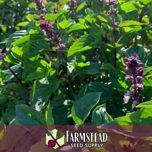 10,500 Cinnamon Basil Seeds | Heirloom, Non-GMO, Rare Herb Seed Packet, Container Gardening, Herb Garden, Basil Plant Seed, Ocimum basilicum image 3