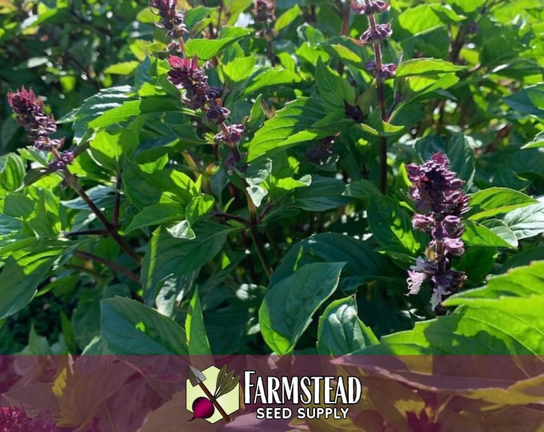 10,500 Cinnamon Basil Seeds | Heirloom, Non-GMO, Rare Herb Seed Packet, Container Gardening, Herb Garden, Basil Plant Seed, Ocimum basilicum image 3