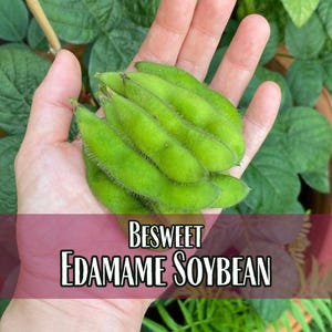 100 Edamame Soybean Seeds (BeSweet) | Heirloom, Non-GMO, Vegetable Gardening Seed Packets for Planting Gardens, Easy To Grow, Glycine max image 1