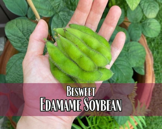 100 Edamame Soybean Seeds (besweet) | Heirloom, Non-gmo, Vegetable  Gardening Seed Packets for Planting Gardens, Easy to Grow, Glycine Max -  Etsy