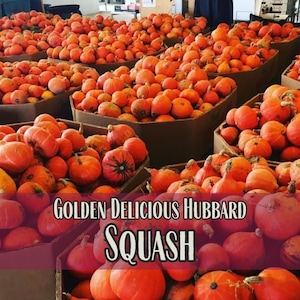 60 Squash Seeds (Hubbard, Golden Delicious) | Vegetable Garden Seed Packet, Rare Heirloom, Non-GMO, Fall Gardening, Cucurbita maxima