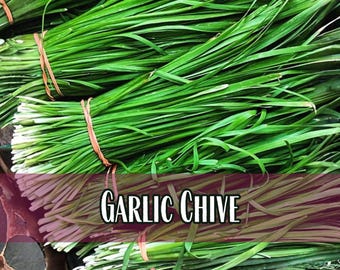 4,200 Garlic Chive Seeds | Heirloom, Non-GMO, Perennial Herb Gardening Seed Packet for Homestead Container Gardening, Allium tuberosum