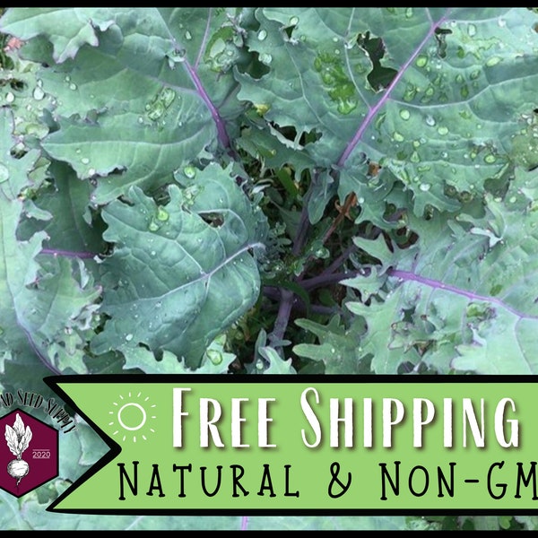 11,400 Kale Seeds (Red Russian) | Heirloom, Non-GMO, Vegetable Gardening Seed Packet, Easy To Grow Seeds, Brassica oleracea var. acephala