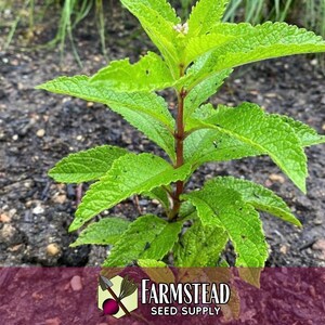 6,600 Spotted Joe Pye Weed Seeds | Native Wildflower Seed for Perennial Flower Gardens, Pollinator Butterflies & Bees, Eutrochium maculatum image 4