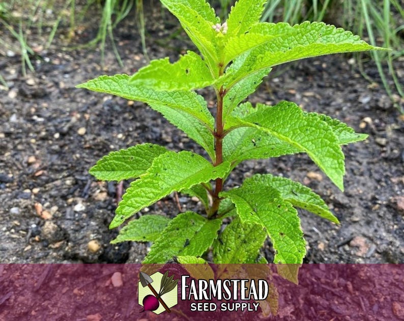 6,600 Spotted Joe Pye Weed Seeds | Native Wildflower Seed for Perennial Flower Gardens, Pollinator Butterflies & Bees, Eutrochium maculatum image 4