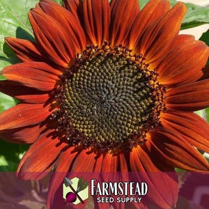 875 Velvet Queen Sunflower Seeds | Pollinator Plant for Bee & Butterfly, Rare Heirloom, Non-GMO, Easy To Grow Flowers for Beginner Gardener image 6