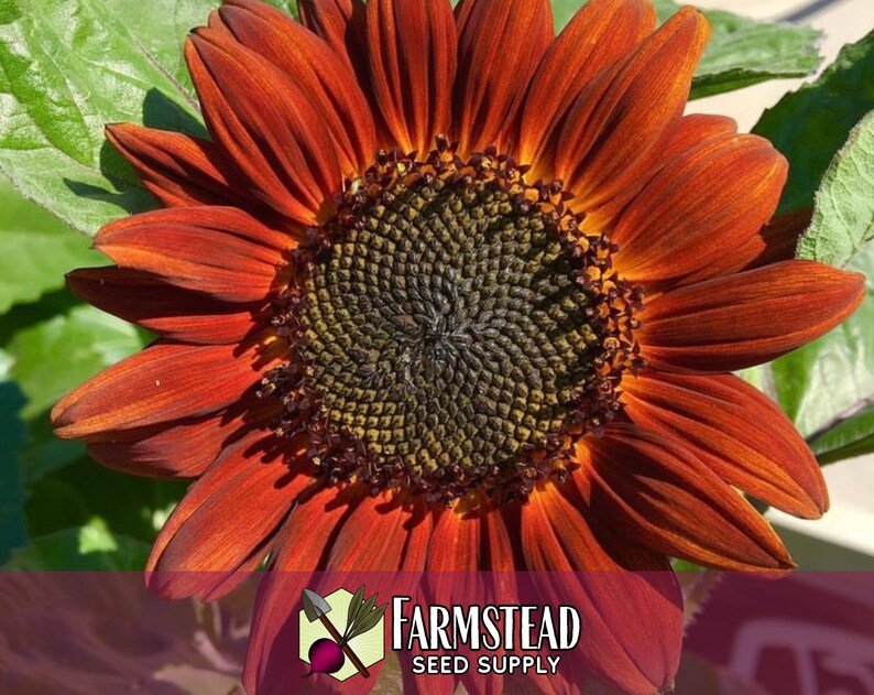 875 Velvet Queen Sunflower Seeds | Pollinator Plant for Bee & Butterfly, Rare Heirloom, Non-GMO, Easy To Grow Flowers for Beginner Gardener image 6